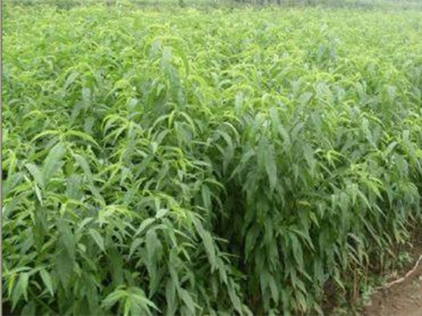 果樹(shù)苗種苗