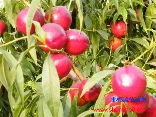 什么樣的桃苗是優質桃苗？桃子種類日漸多樣化，咱們種哪個？