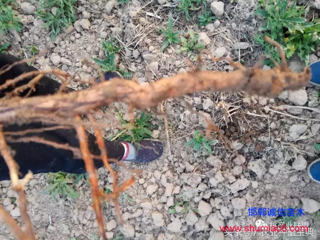 桃樹不同時刻起苗對成活的影響，你知道嗎？