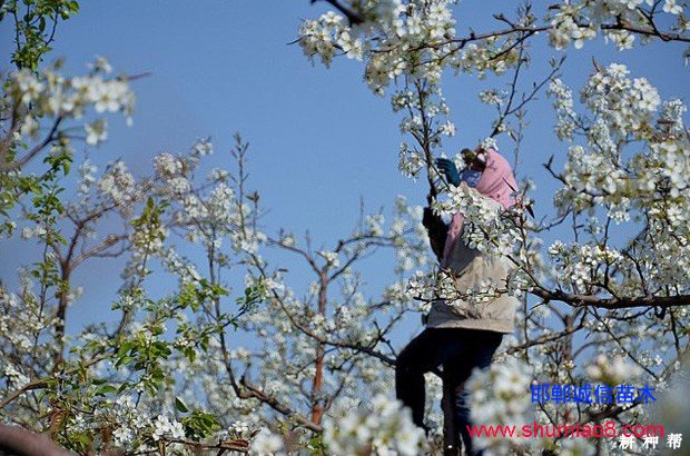 梨樹(shù)如何進(jìn)行疏花疏果？